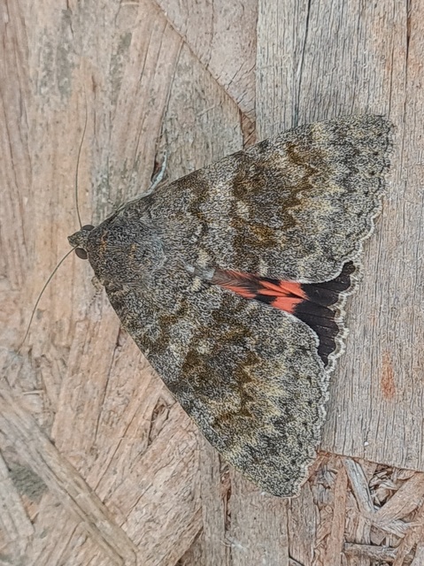 Catocala elocata - közönséges övesbagoly