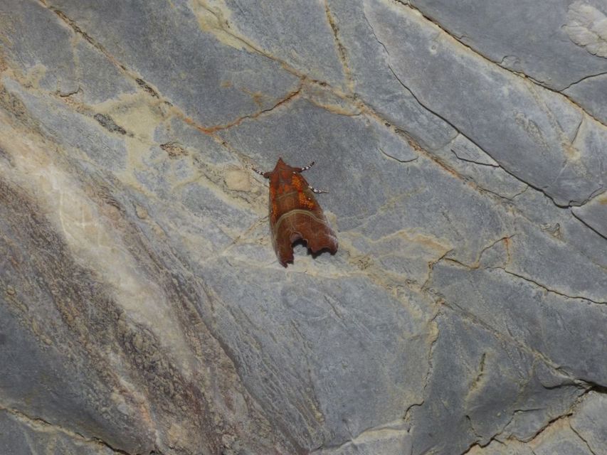 Scoliopteryx libatrix - vörös csipkésbagoly