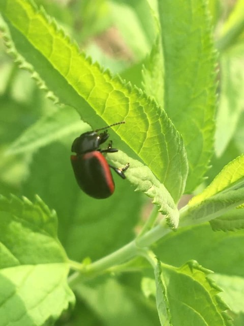 Chrysolina limbata - keretes levélbogár