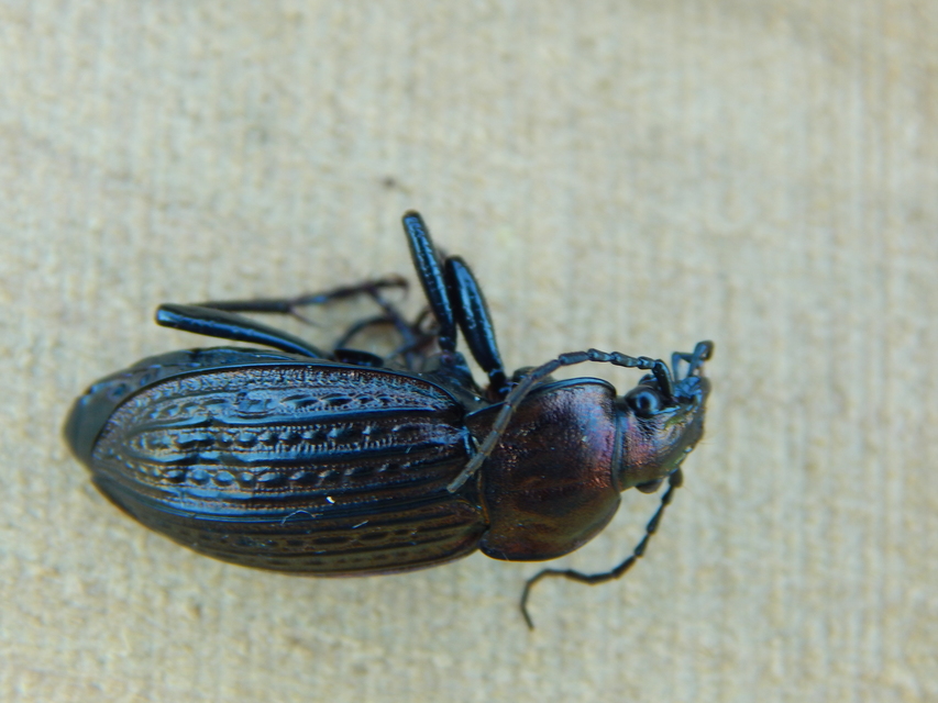 Carabus ulrichii - rezes futrinka Carabus ulrichii - rezes futrinka