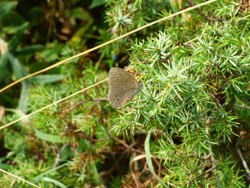 Aphantopus hyperanthus - közönséges ökörszemlepke