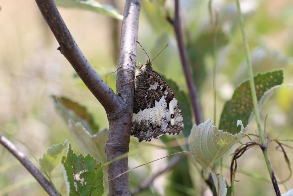 Brintesia circe - fehéröves szemeslepke