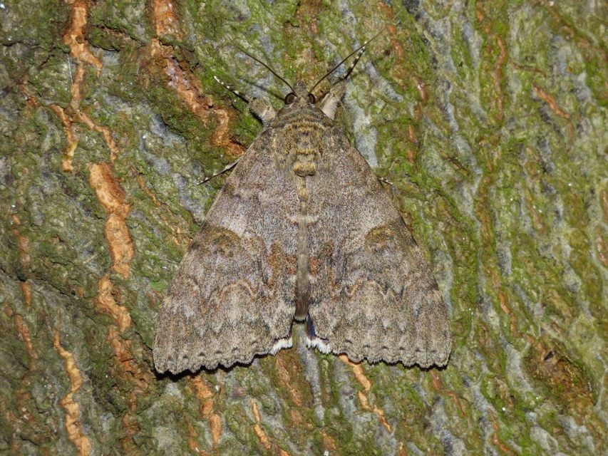 Catocala nupta - piros övesbagoly