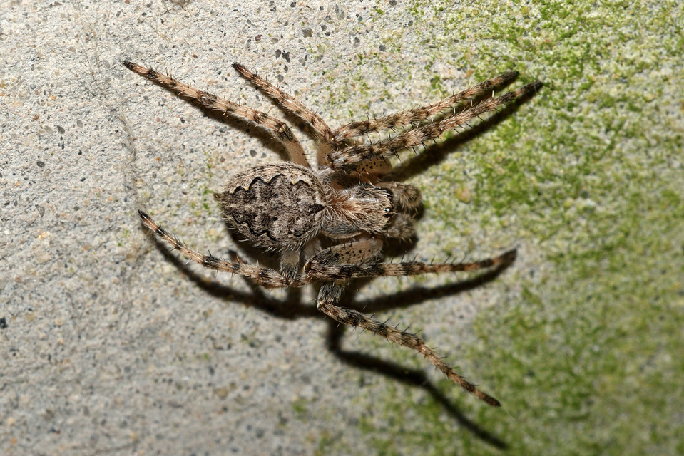 Larinioides ixobolus - ereszalji keresztespók