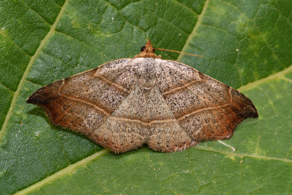 Laspeyria flexula - zuzmóbagoly