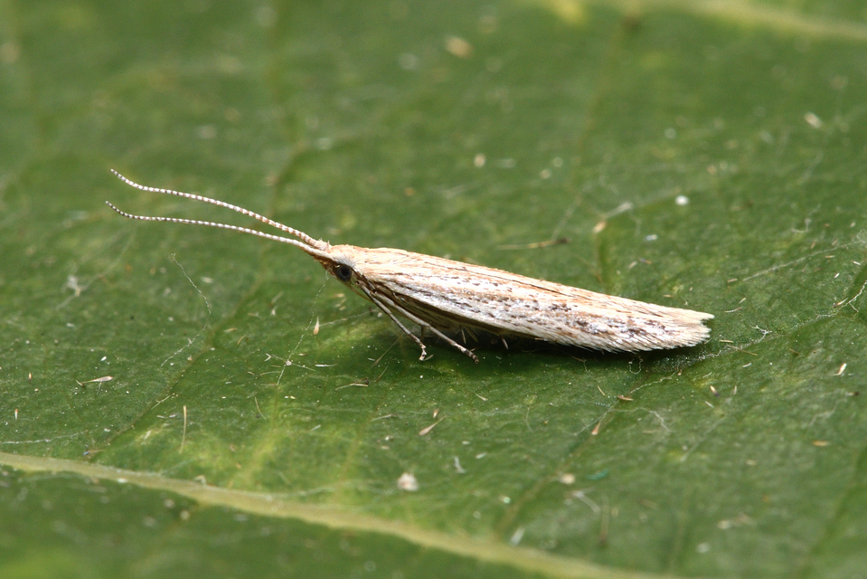 Coleophora
