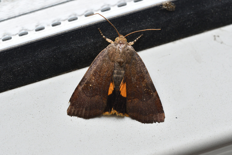 Noctua janthe/janthina