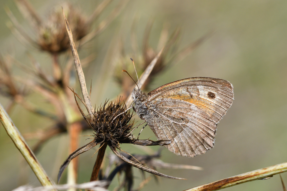Arethusana arethusa - közönséges szemeslepke