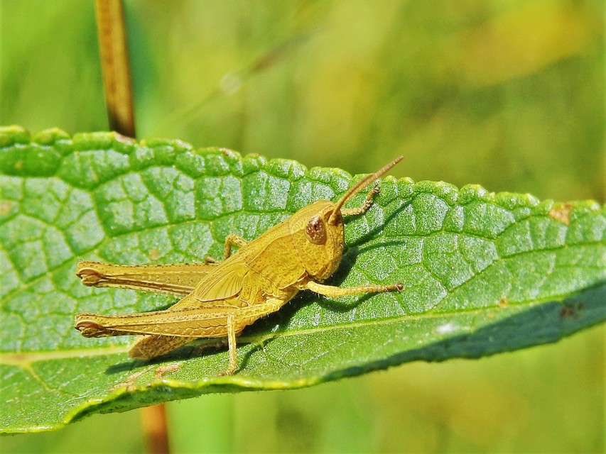 Chorthippus (Chorthippus) (subgenus)