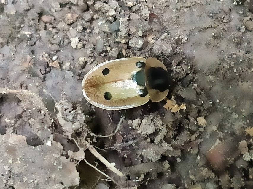Dendroxena quadrimaculata - négypettyes dögbogár