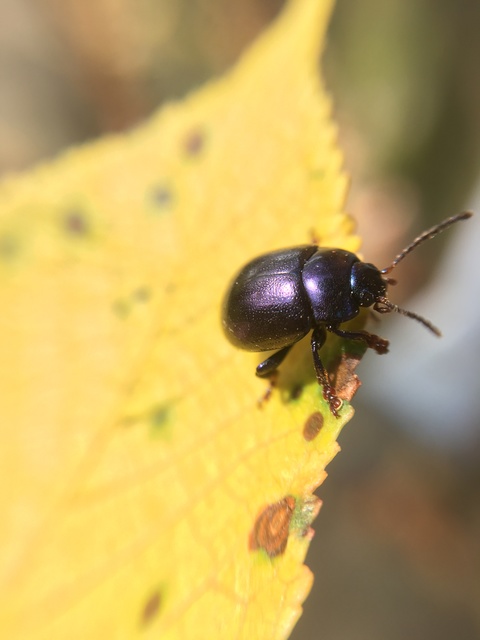 Chrysolina sturmi - vöröslábú levelész