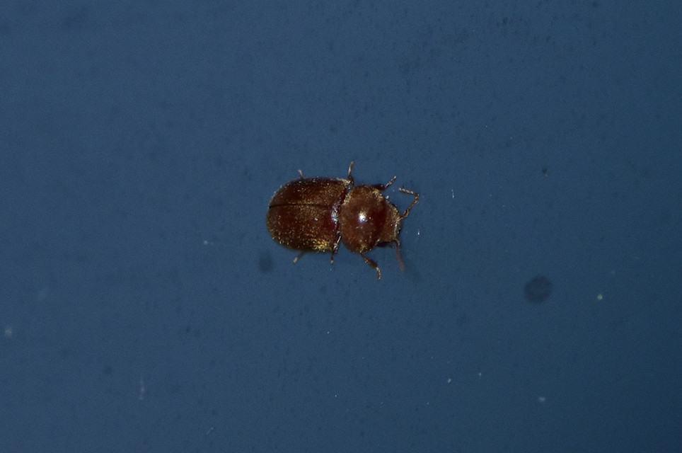 Lasioderma serricorne - dohányálszú