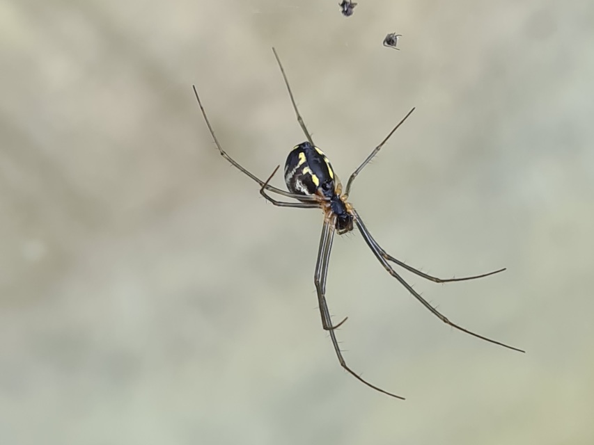 Linyphiidae - vitorláspókok