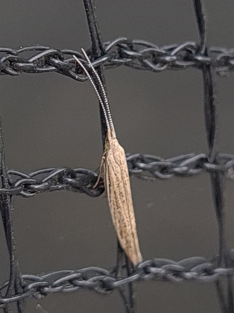 Coleophora