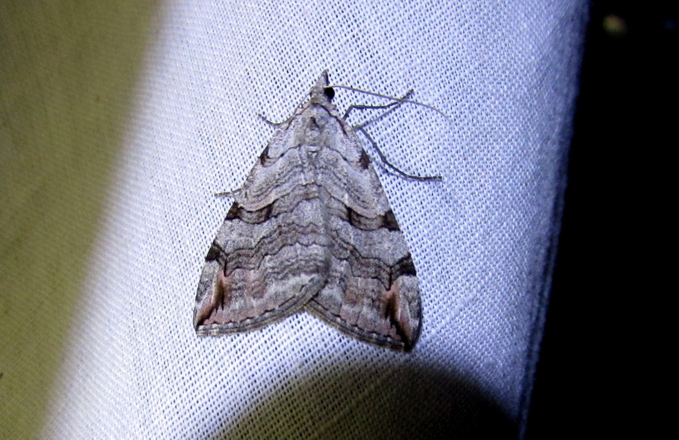 Aplocera efformata/plagiata