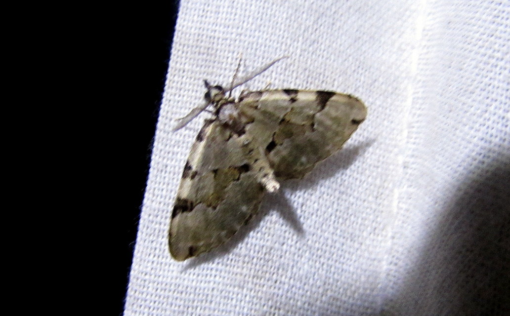 Colostygia pectinataria - zöld levélaraszoló