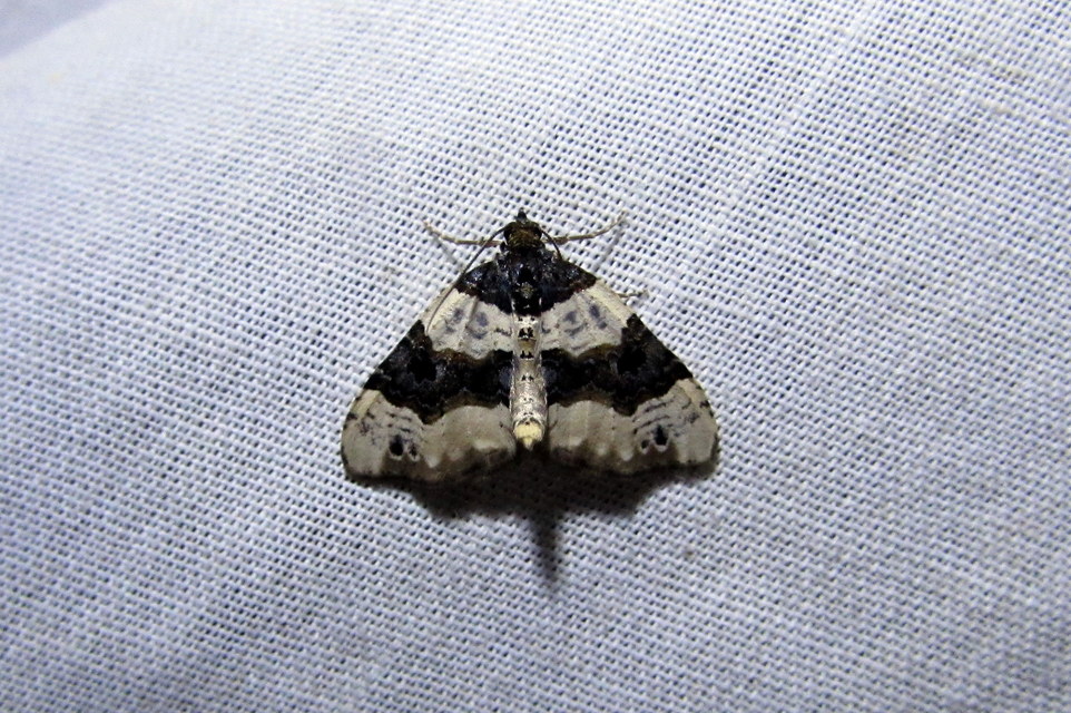 Cosmorhoe ocellata - szemes galajaraszoló