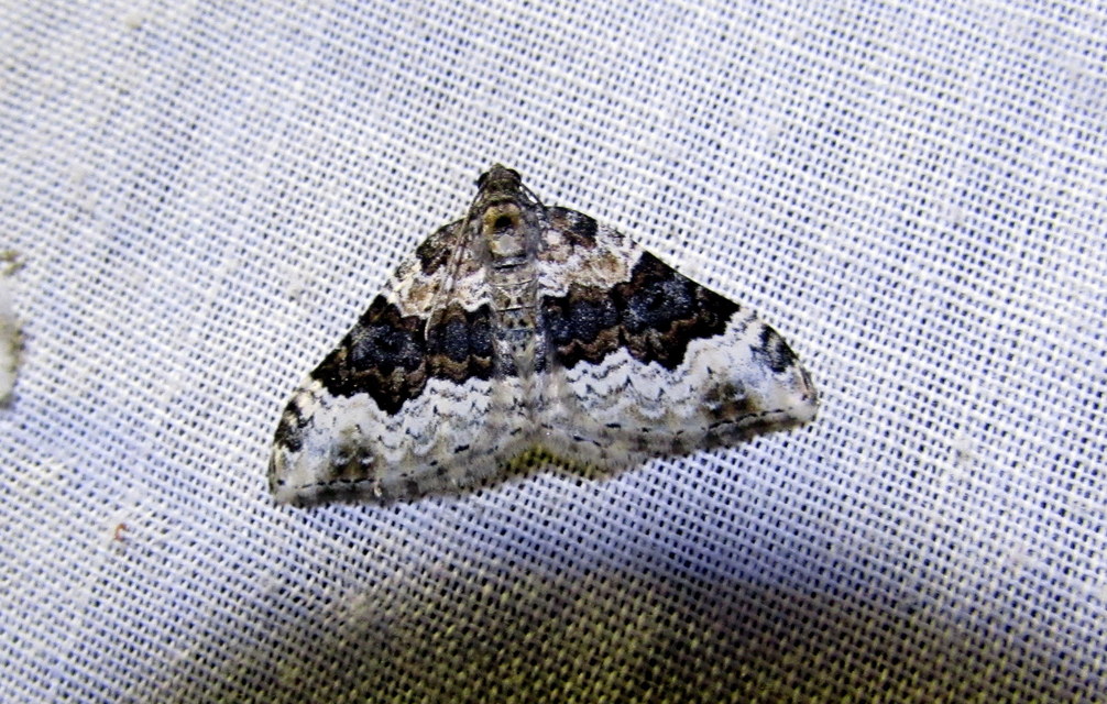 Epirrhoe galiata - sávos galajaraszoló