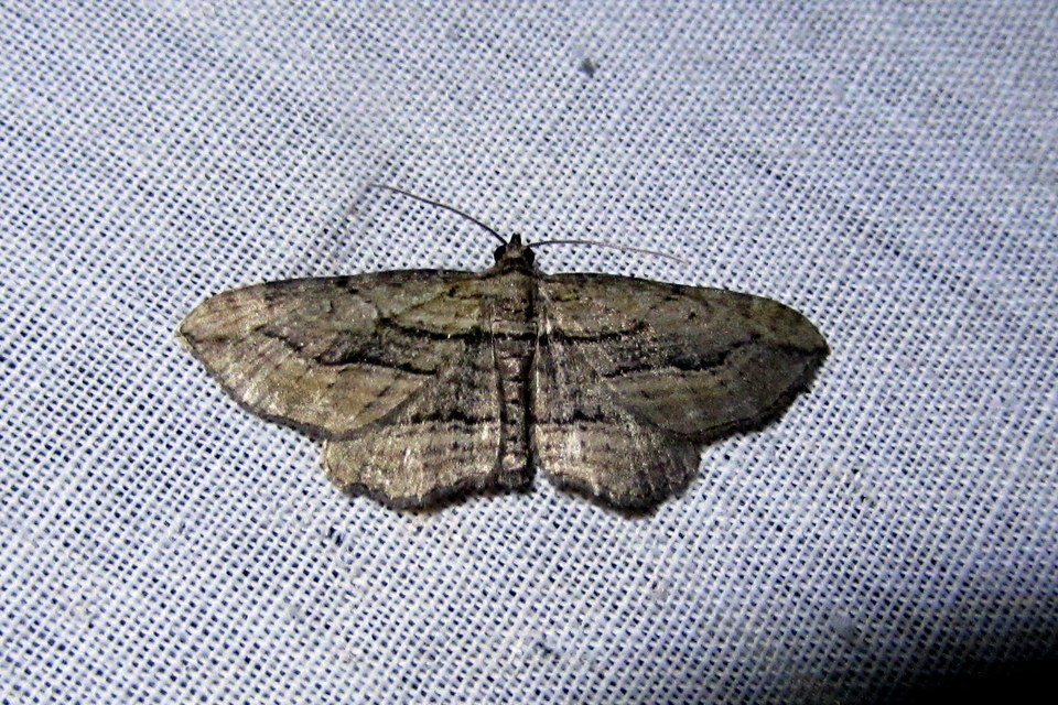 Horisme corticata - barna iszalagaraszoló