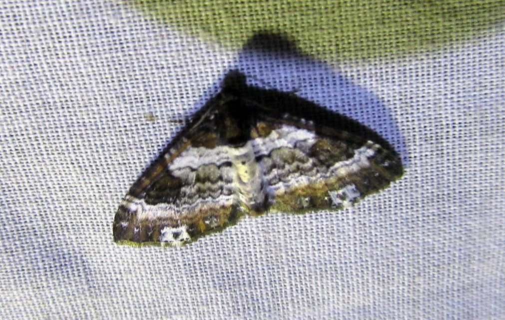 Melanthia procellata - hullámos tarkaaraszoló