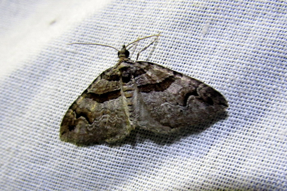 Pareulype berberata - sóskafa-tarkaaraszoló