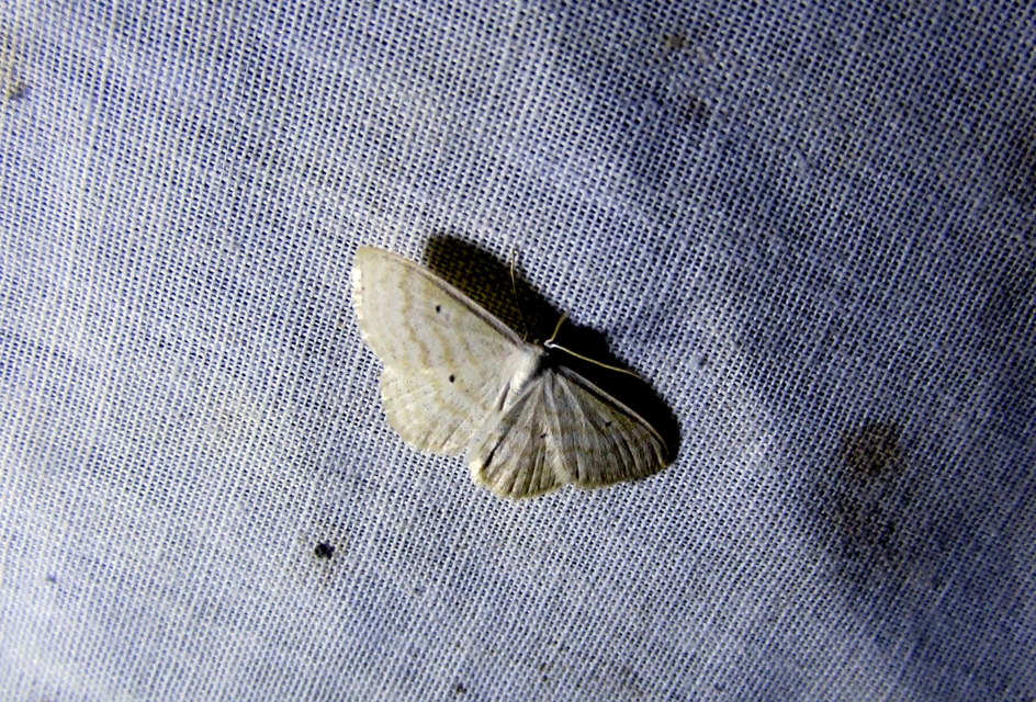 Scopula immutata - réti fehéraraszoló
