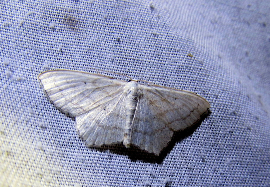 Scopula nigropunctata - feketepettyes araszoló