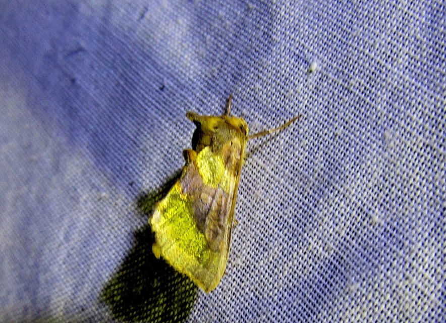 Diachrysia chrysitis - aranybagoly