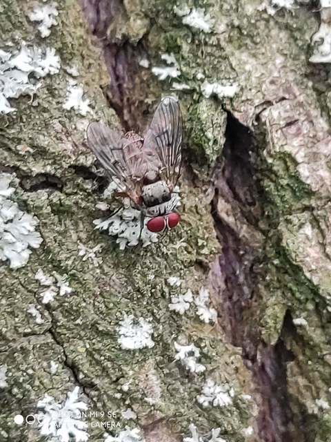 Muscidae - igazi legyek