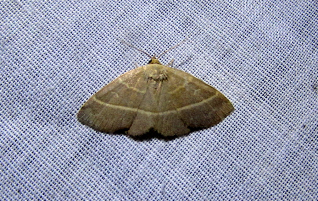 Trisateles emortualis - sárgacsíkos karcsúbagoly