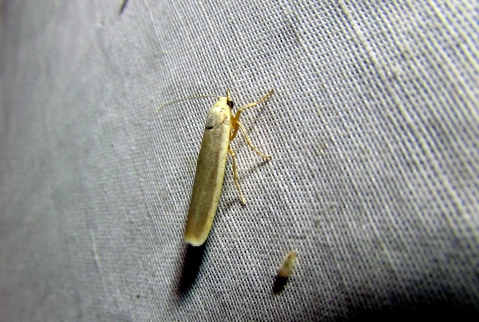 Eilema complana - közönséges zuzmószövő