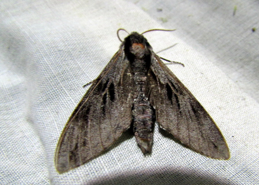 Hyloicus pinastri - fenyőszender