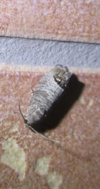 Cydia pomonella - almamoly