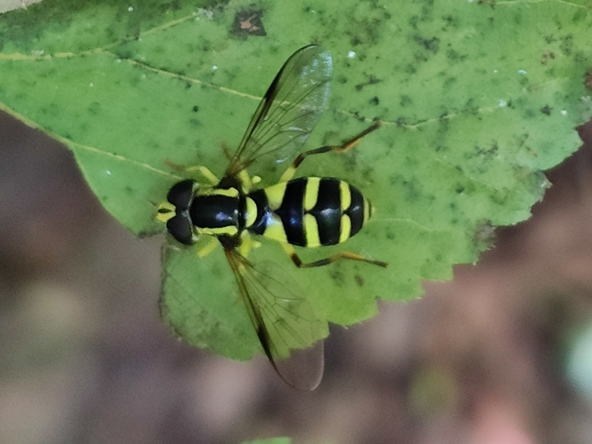 Xanthogramma pedissequum - gyakori oldalsávoslégy