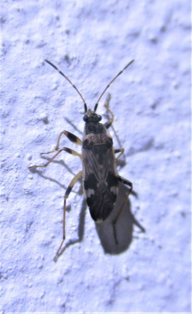 Beosus maritimus - homoki bodobács