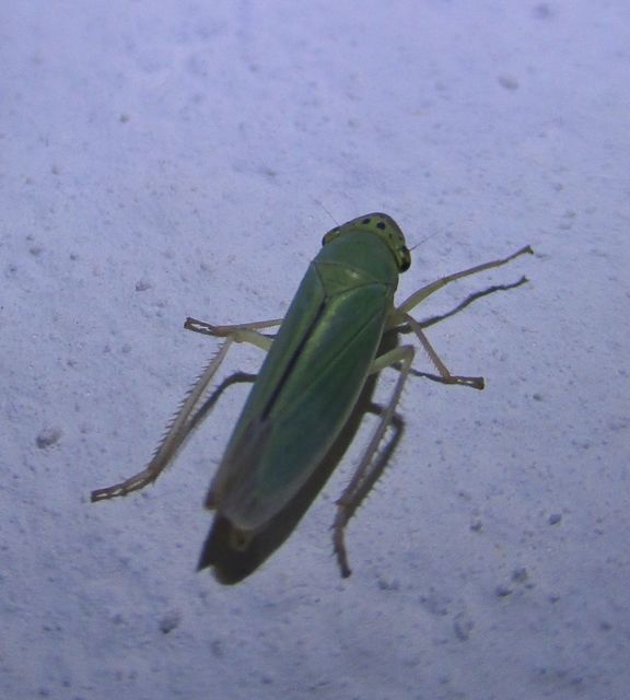 Cicadella viridis - méregzöld kabóca