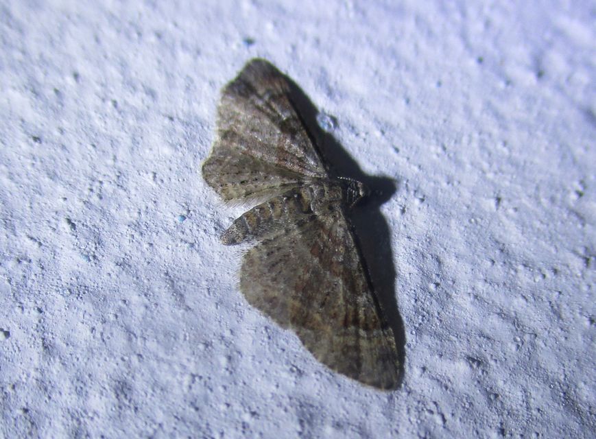 Gymnoscelis rufifasciata - vöröscsíkos törpearaszoló