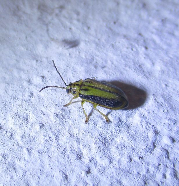 Xanthogalerucella luteola - szilfa-olajosbogár
