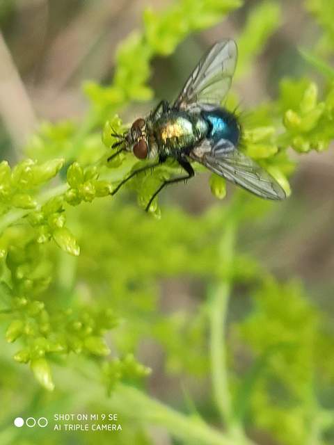 Chrysosomopsis aurata