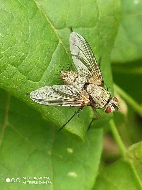 Dexia rustica - cserebogár-fürkészlégy