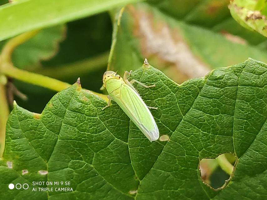 Cicadella viridis - méregzöld kabóca