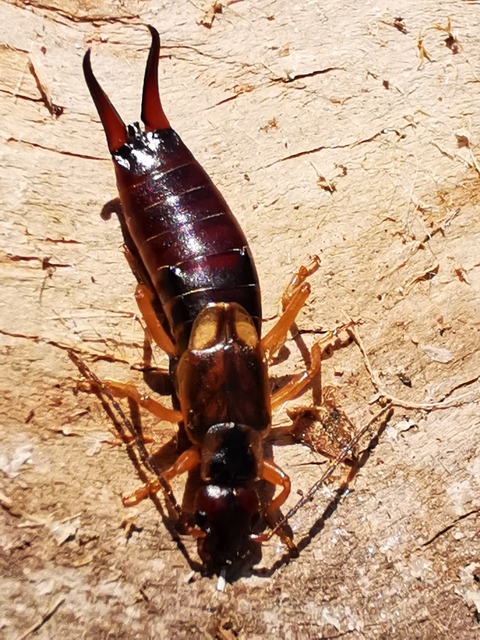 Forficula auricularia - közönséges fülbemászó