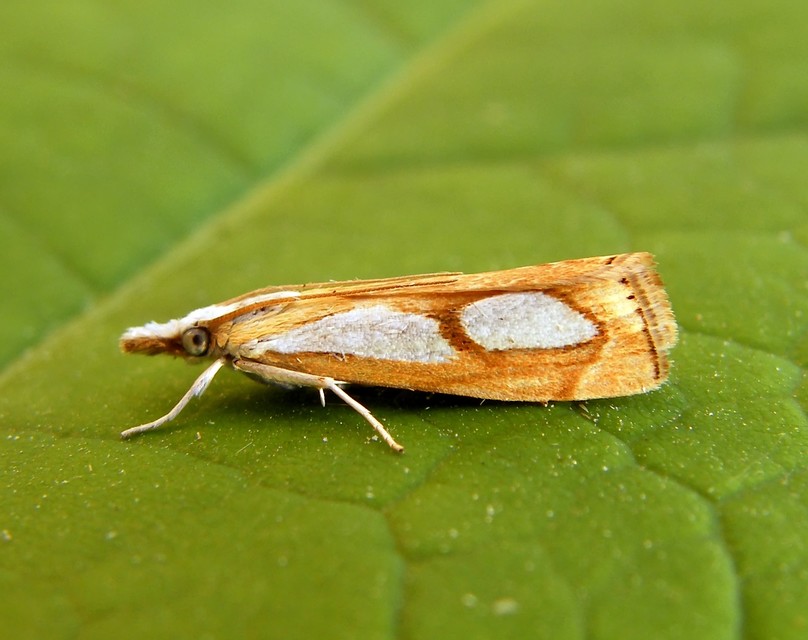 Catoptria pinella - ezüstös fűgyökérmoly