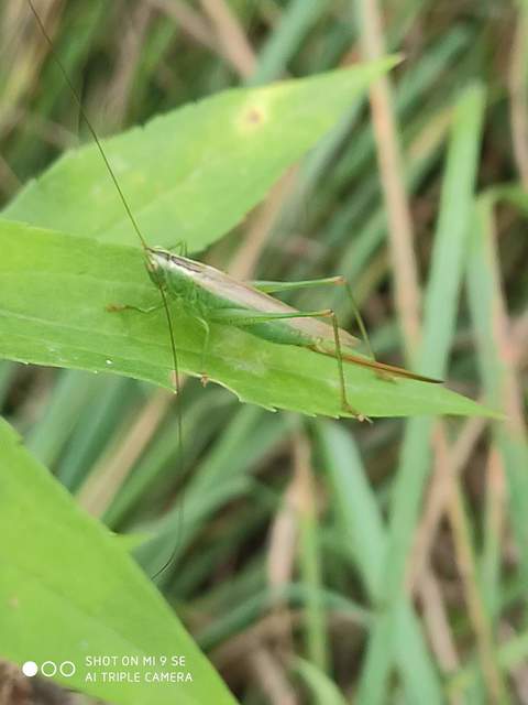 Conocephalus fuscus - kis kúpfejűszöcske