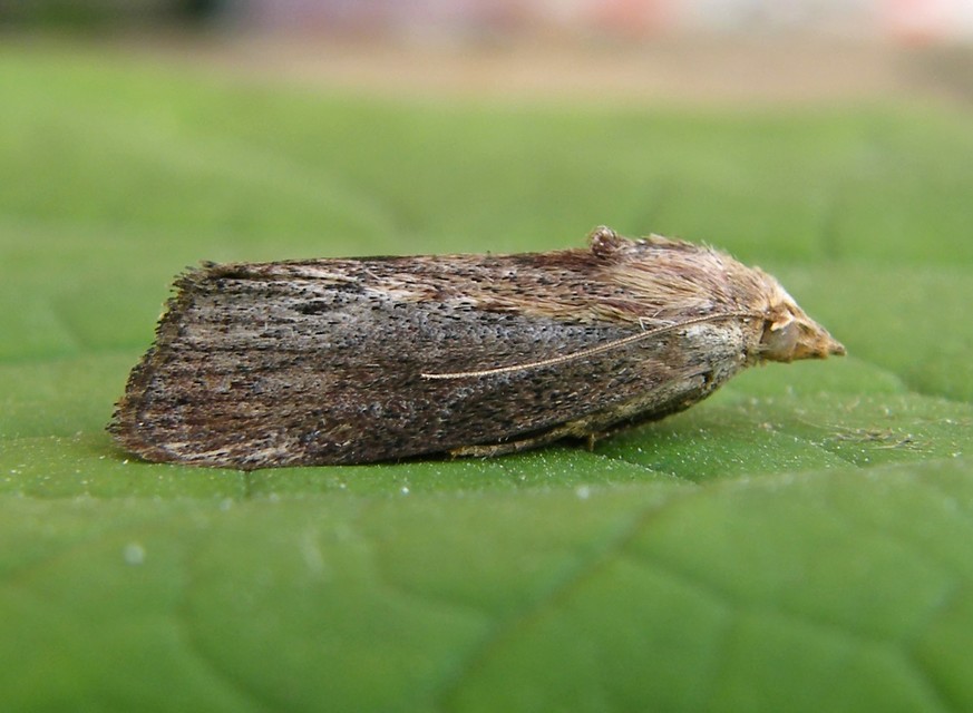 Galleria mellonella - nagy viaszmoly