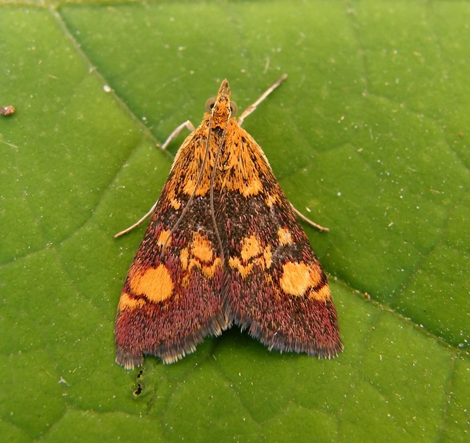 Pyrausta aurata - aranyló bíbormoly