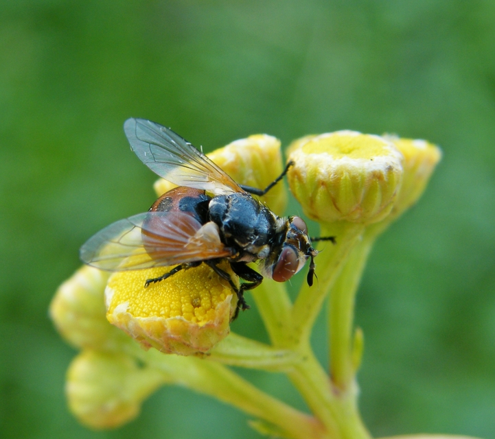 Gymnosoma