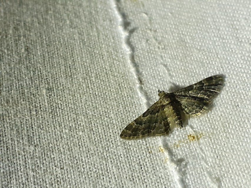 Gymnoscelis rufifasciata - vöröscsíkos törpearaszoló