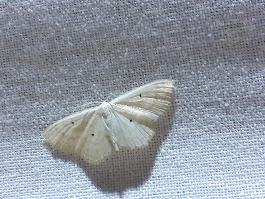 Scopula immutata - réti fehéraraszoló