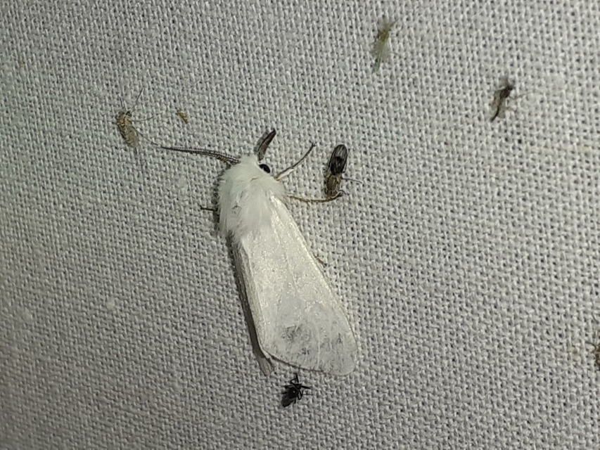 Hyphantria cunea - amerikai fehér medvelepke